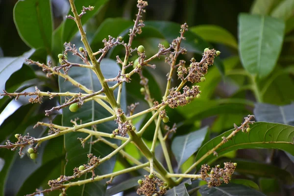 Flores Brotes Mangifera Indica Comúnmente Conocido Como Mango Con Hojas — Foto de Stock