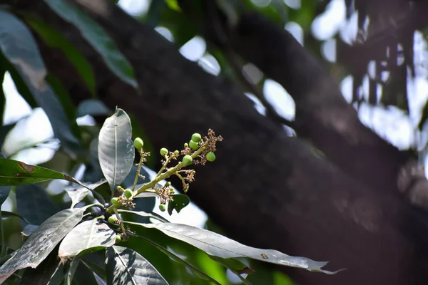 マンギフェラ インディカの花や蕾で 一般的に緑色の葉を持つマンゴーとして知られています — ストック写真