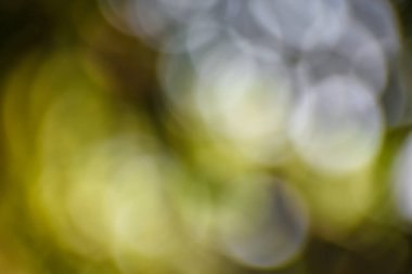 Yeşil yaprak arkaplanı bulanıklaştırdı ve güneş ışığı bokeh.