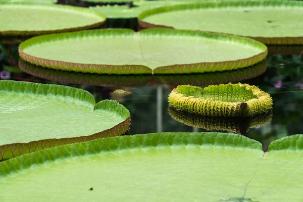 Giant water lily leaves in the botanical garden in Kew Gardens, London