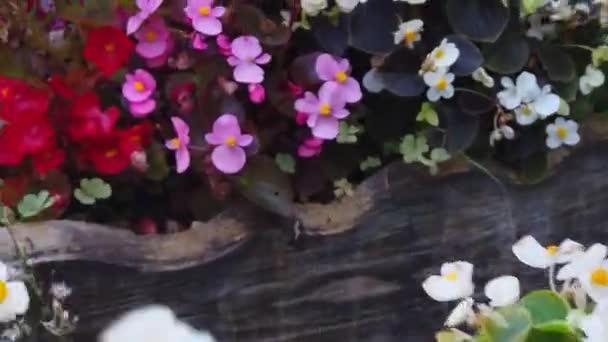 Filmmaterial Durch Verschiedene Bunte Topfblumen Heimischen Garten — Stockvideo