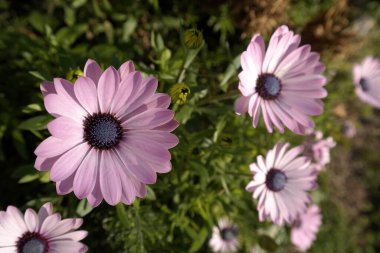 Renkli çiçekleri arkaplan olarak kapat, boşluğu kopyala