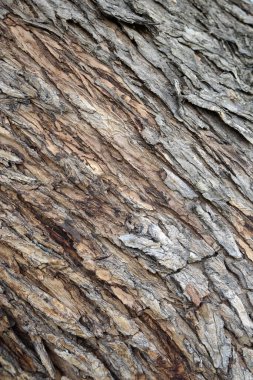 Arkaplan olarak ahşap desenli yüzey, boşluğu kopyala