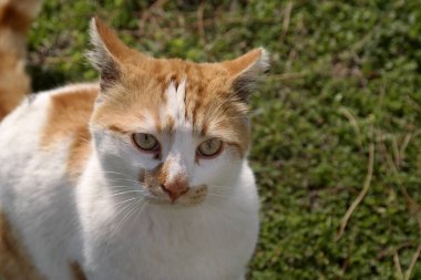 Yeşil çimlerin üzerinde sevimli kedi portresi 