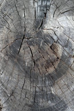 Arkaplan olarak ahşap desenli yüzey, boşluğu kopyala