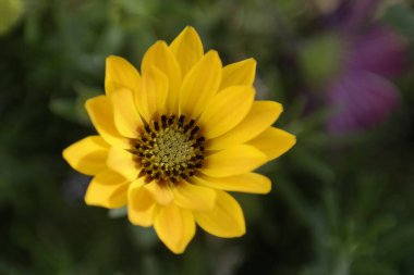 Renkli çiçekleri arkaplan olarak kapat, boşluğu kopyala