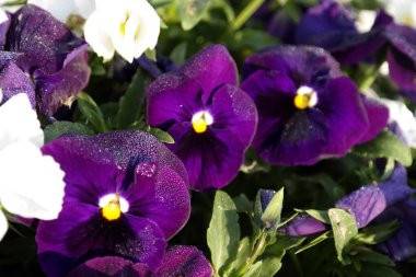 Renkli çiçekleri arkaplan olarak kapat, boşluğu kopyala