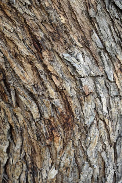 Superficie Texturizada Madera Como Fondo Espacio Copia — Foto de Stock