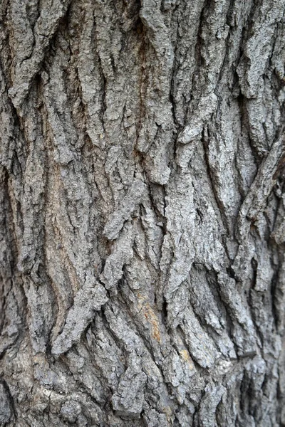 Superficie Texturizada Madera Como Fondo Espacio Copia —  Fotos de Stock