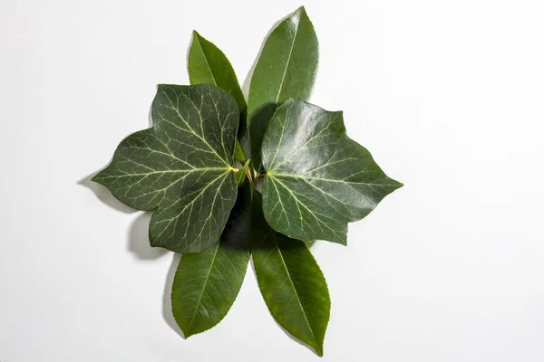 Hojas Verdes Frescas Naturales Aisladas Sobre Fondo Blanco Espacio Para — Foto de Stock