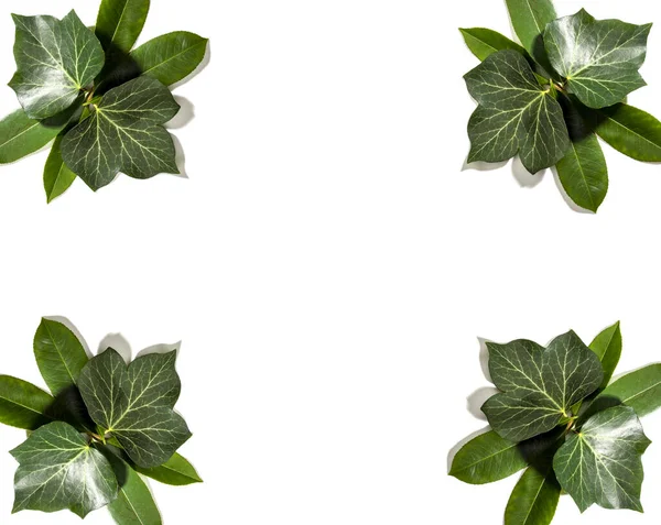 テキスト入力 製品配置のための白い背景とスペースに隔離された天然の新鮮な緑の葉 — ストック写真