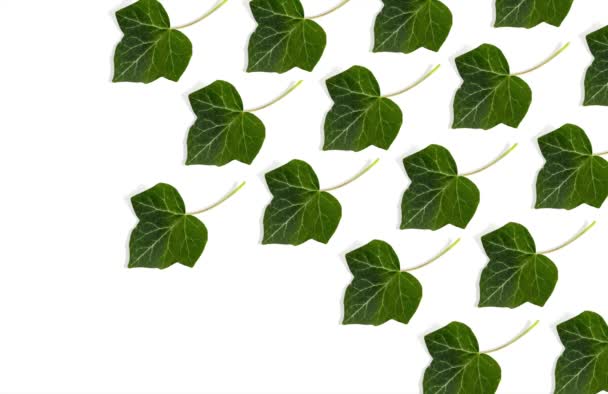 Απομονωμένα Φύλλα Αλλάζουν Χρώμα Λευκό Φόντο Στάση Κίνησης — Αρχείο Βίντεο