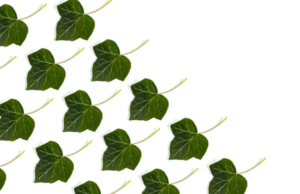 Naturalne Świeże Zielone Liście Izolowane Białym Tle — Zdjęcie stockowe