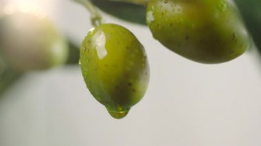 Çiğ yeşil zeytinlere damlayan zeytin yağı. Zeytin ağacı dalından zeytin yağı dökülüyor. Yakın çekim yeşil zeytin.