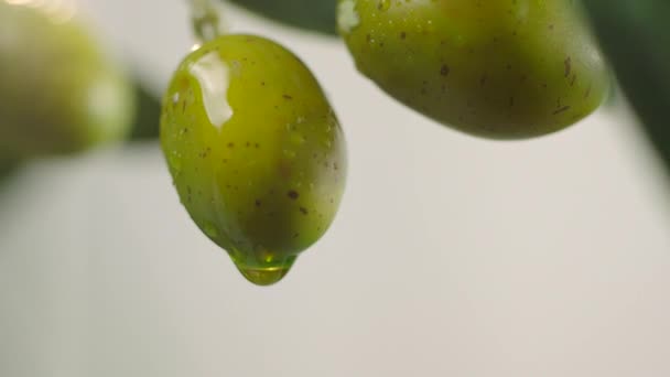 Azeite Pingando Azeitonas Verdes Cruas Azeite Está Ser Derramado Ramo — Vídeo de Stock