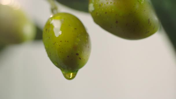 Olivový olej kapající na syrové zelené olivy. Olivový olej se nalévá z olivovníku. Zblízka zelené olivy.