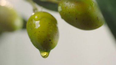 Çiğ yeşil zeytinlere damlayan zeytin yağı. Zeytin ağacı dalından zeytin yağı dökülüyor. Yakın çekim yeşil zeytin.