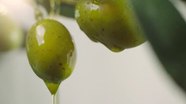 Çiğ yeşil zeytinlere damlayan zeytin yağı. Zeytin ağacı dalından zeytin yağı dökülüyor. Yakın çekim yeşil zeytin.