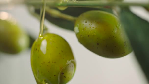 Olívaolaj Csöpög Nyers Zöld Olívabogyóból Olívaolajat Öntenek Olajfaágból Közelkép Zöld — Stock videók