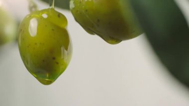 Çiğ yeşil zeytinlere damlayan zeytin yağı. Zeytin ağacı dalından zeytin yağı dökülüyor. Yakın çekim yeşil zeytin.