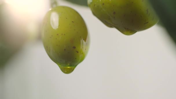 Olívaolaj Csöpög Nyers Zöld Olívabogyóból Olívaolajat Öntenek Olajfaágból Közelkép Zöld — Stock videók