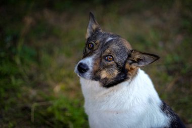 köpek yakın çekim 