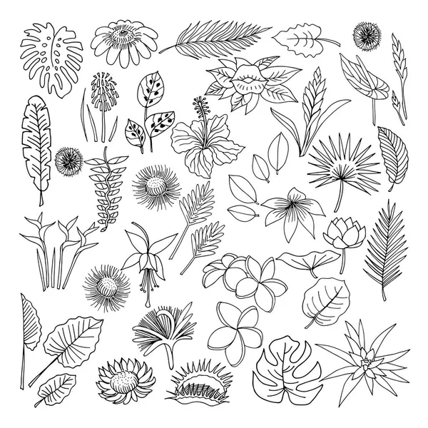 熱帯植物, ベクトル, 落書きセットの花や葉 — ストックベクタ