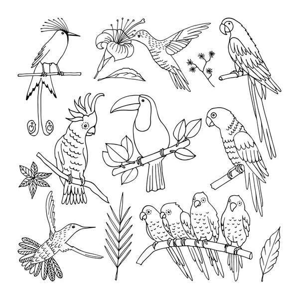Aves tropicales, ilustración, vector — Archivo Imágenes Vectoriales