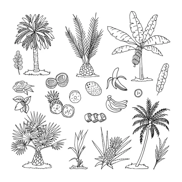 Elle çizilmiş vektör çizim beyaz arka plan üzerinde izole palmiye ağaçları. Kroki. — Stok Vektör