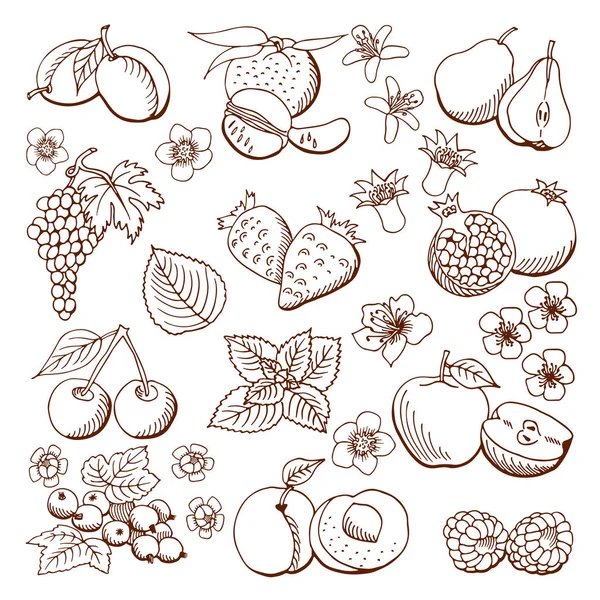 Frutti e bacche. Illustrazione vettoriale.Elementi di design . — Vettoriale Stock
