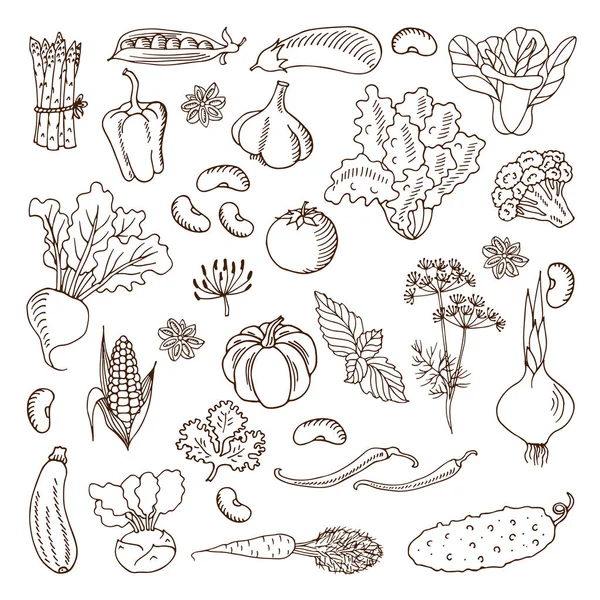 Sebze. Vektör çizim. Tasarım öğeleri.