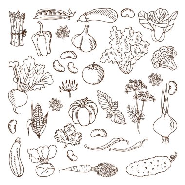 Sebze. resimde. Tasarım öğeleri.