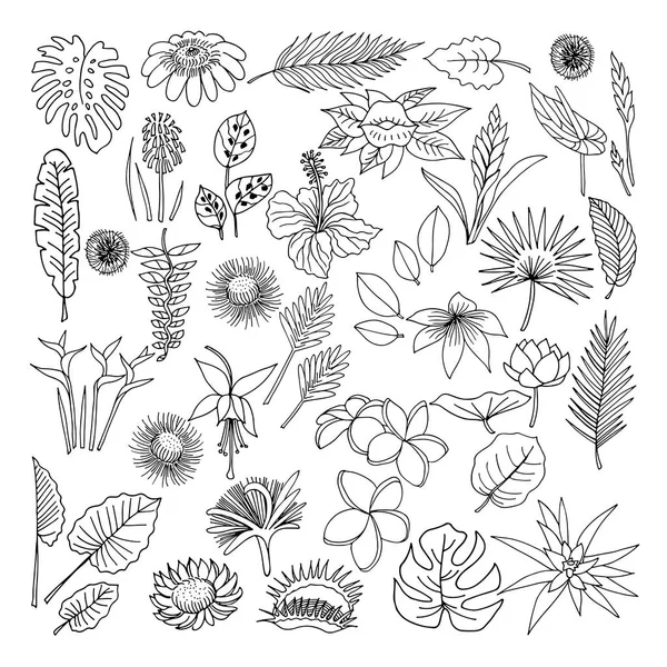 Blüten und Blätter tropischer Pflanzen. Doodle-Set. — Stockfoto