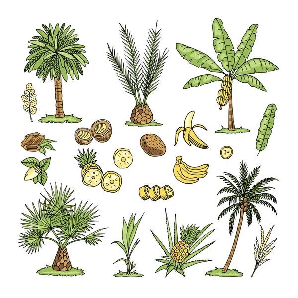 Hand drawn illustration of palm trees isolated on white background. Sketch.