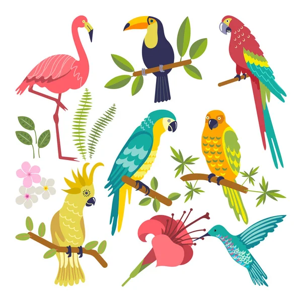 Set of tropical birds — Stock Vector