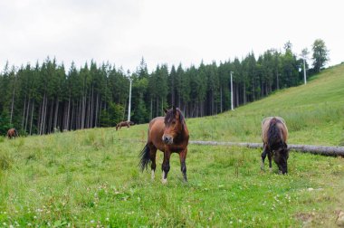 Yamaca otlayan atlar