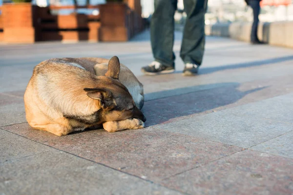 Chien sans abri dans la rue — Photo