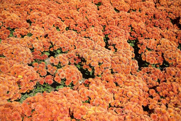 Grappolo di crisantemo arancione — Foto Stock