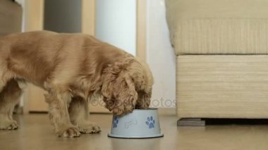 Sevimli Amerikan cocker spaniel köpek yemek