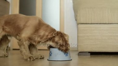 Sevimli Amerikan cocker spaniel köpek yemek