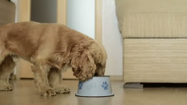 Bonito americano cocker spaniel cão comendo — Vídeo de Stock