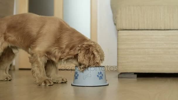 Bonito americano cocker spaniel cão comendo — Vídeo de Stock