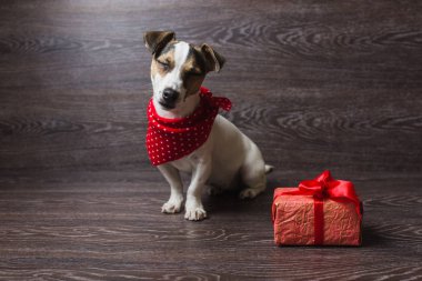 Jack Russell Terrier ile şenlikli hediye kutusu.