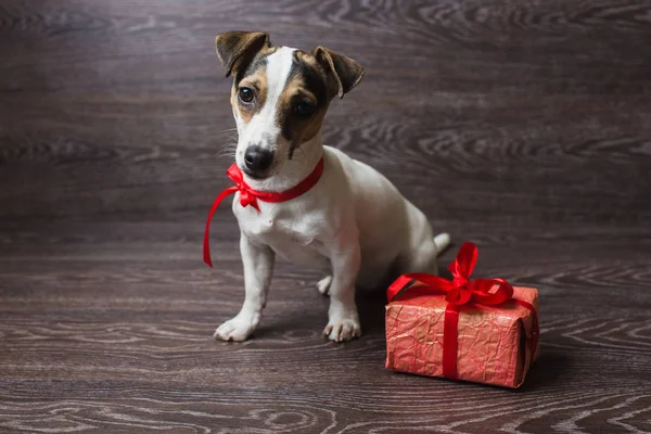 Jack Russell Terrier ile şenlikli hediye kutusu. — Stok fotoğraf