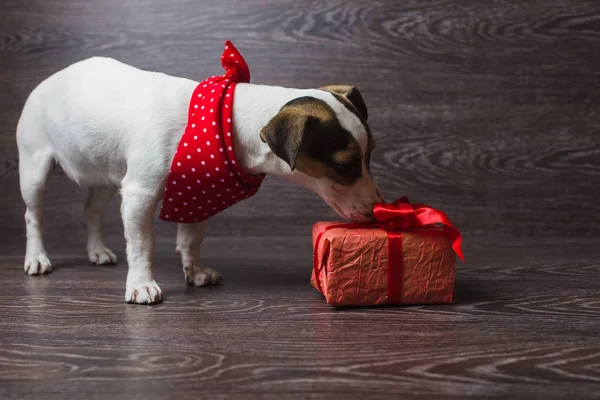 Jack Russell Terrier mit festlicher Geschenkbox. — Stockfoto