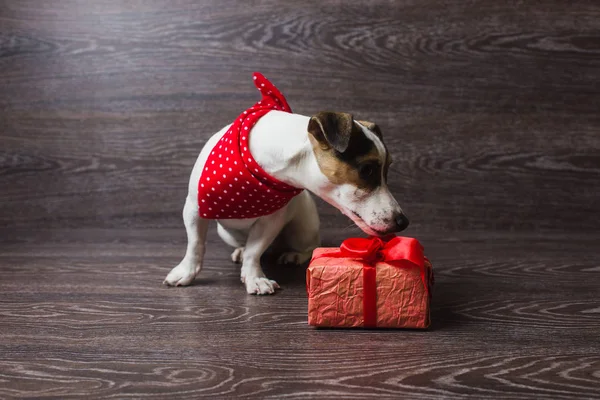 Jack Russell Terrier con caja de regalo festiva . — Foto de Stock
