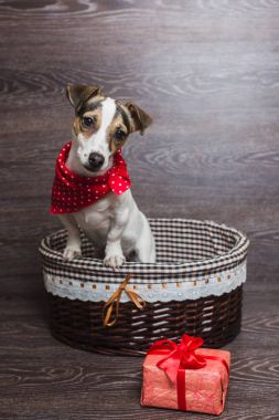 Jack Russell Terrier kahverengi sepeti