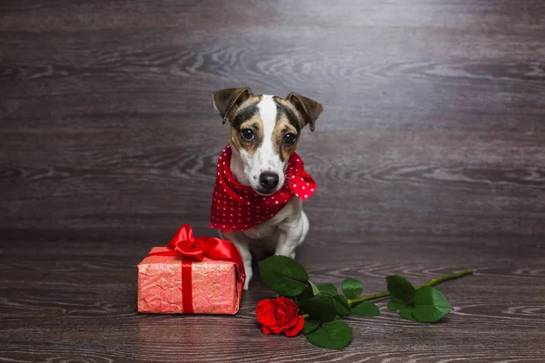 Jack Russell Terrier mit festlicher Geschenkbox. — Stockfoto