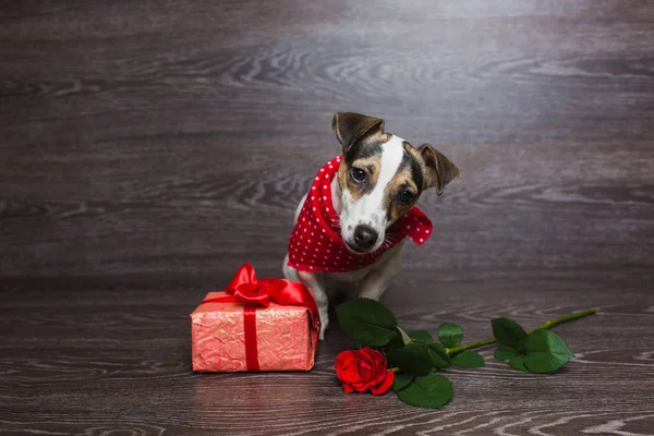 Jack Russell Terrier mit festlicher Geschenkbox. — Stockfoto