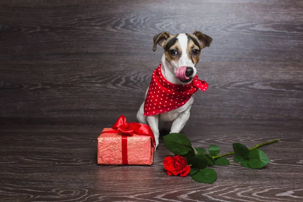 Jack Russell Terrier mit festlicher Geschenkbox. — Stockfoto